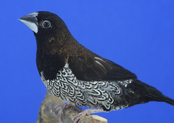 Nero bruno (maschio)