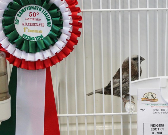 Campionato Italiano Cesena 2014 (1° class. Perla bruno)