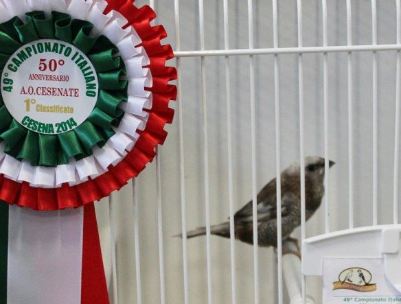 Campionato Italiano Cesena 2014 (1° class. Perla bruno)