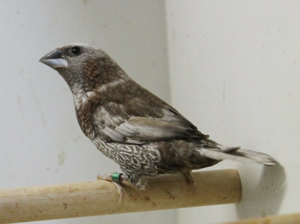 Campionato Italiano Cesena 2014 (1° class. Perla bruno)