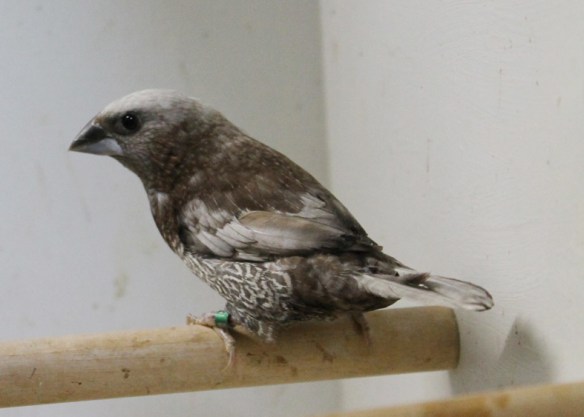 Perla bruno (Campione Italiano 2014)