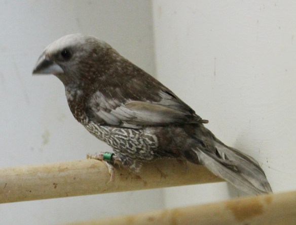 Perla bruno (Campione Italiano 2014)