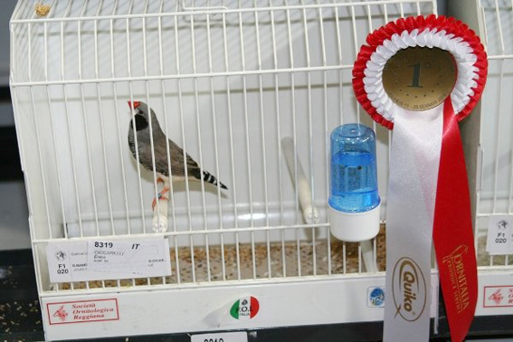 Campionato Mondiale Piacenza 2008-2009 (1° class. guancia nera)