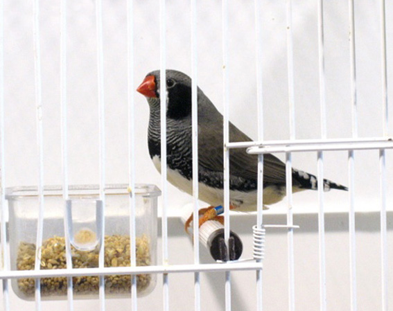 Campionato Mondiale Piacenza 2008-2009 (3° class. guancia nera)