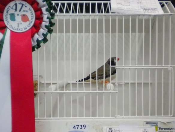 Campionato Italiano Pordenone 2011 (1° class. guancia nera femmina)