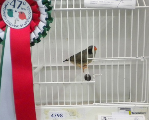 Campionato Italiano Pordenone 2011 (1° class. guancia nera femmina)