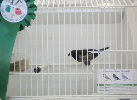 Campionato Italiano Pordenone 2011 (3° class. cat. nero bruno e nero grigio)