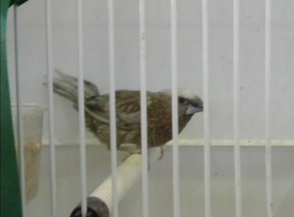 Campionato Italiano Pordenone 2011 (3° class. cat. altre mutazioni)