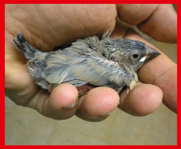 Pulcino grigio a 25 giorni