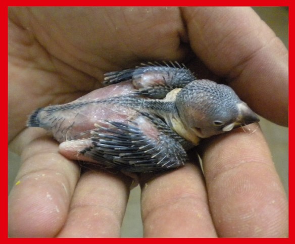 Pulcino grigio a 15 giorni