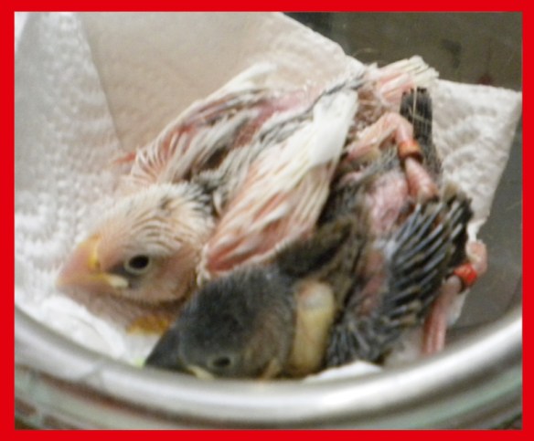 Pulcino bianco e pezzato a 15 giorni