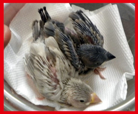 Padda mascherato e grigio a 20 giorni