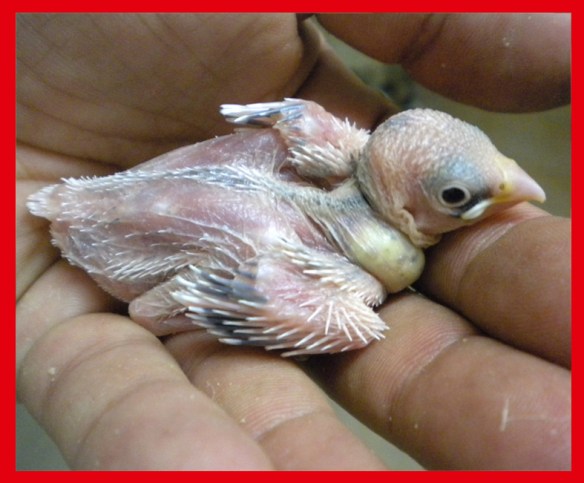 Padda bianco a 15 giorni