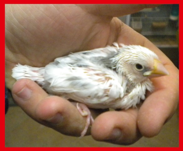 Padda bianco a 25 giorni