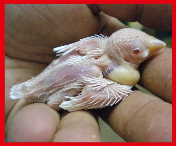 Padda ino a 15 giorni