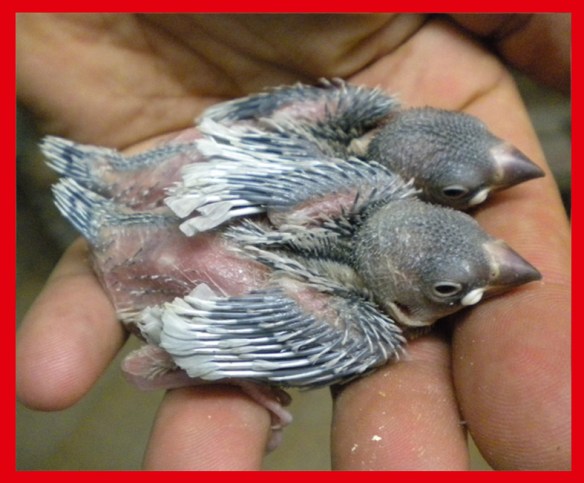 Padda opale a 15 giorni