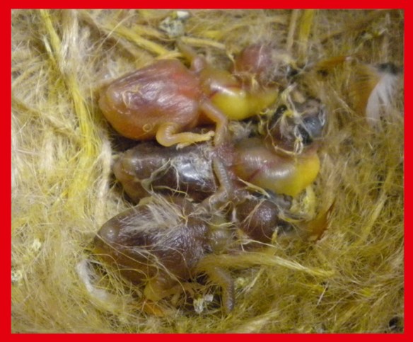 Due grigio becco giallo e un bruno becco giallo a 5 giorni