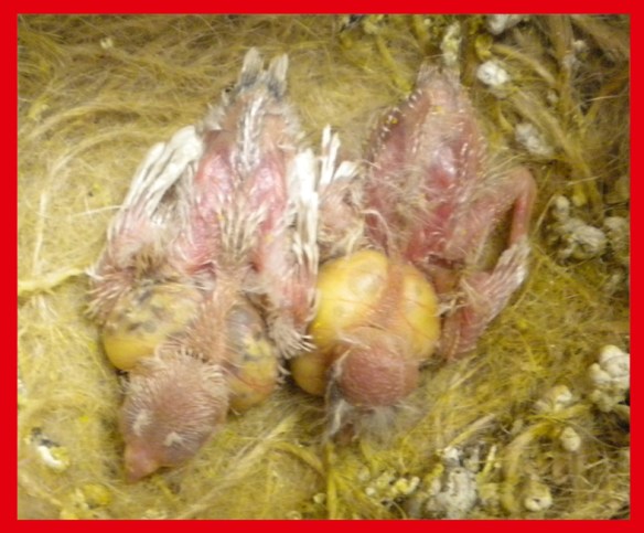 Grigio mascherato o. r. e bruno guancia a 10 giorni