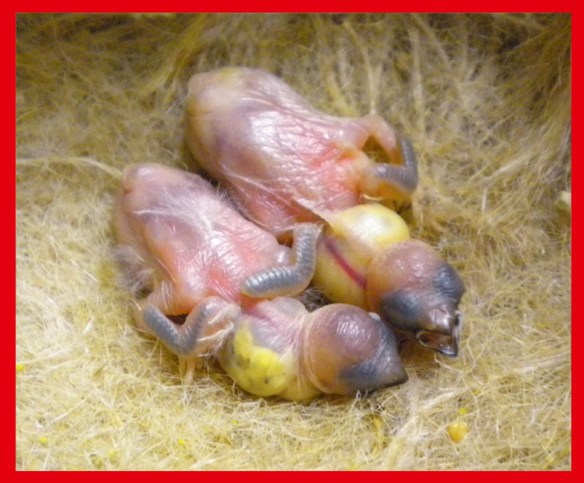 un moka bruno ed un moka bruno portatore di rosso bruno a 5 giorni
