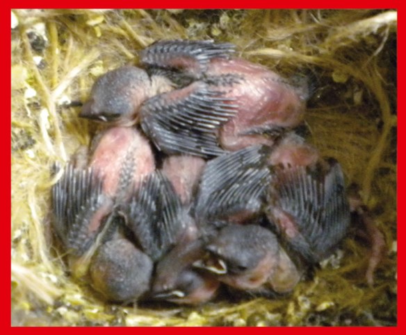 Due nero grigio e due nero bruno a 7 giorni