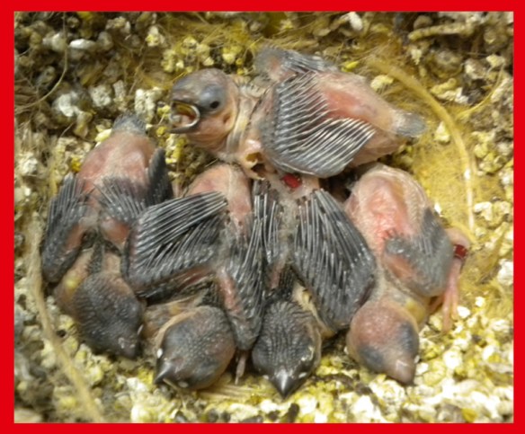 Due perla bruno e tre nero bruno a 10 giorni