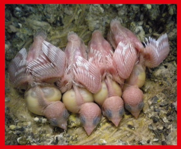 Tre bianchi a 7 giorni