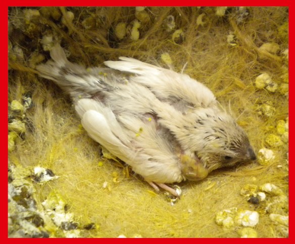 Giovani grigio dorso chiaro diluito a 15 giorni