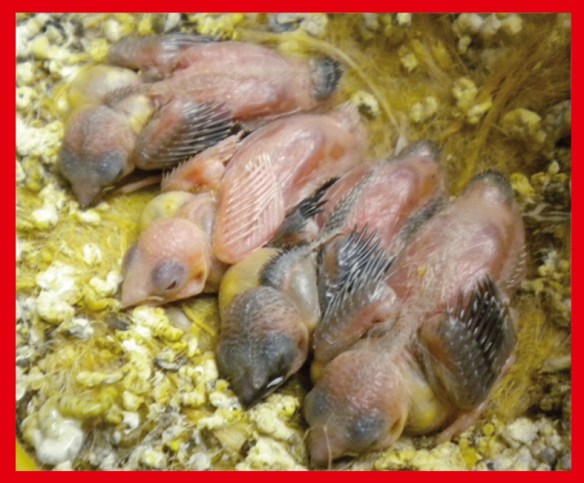 Rosso bruno pastello insieme a due moka bruno pastello ed un nero bruno a 7 giorni