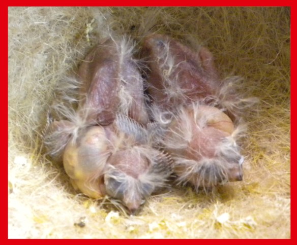 Grigio doso chiaro a 5 giorni