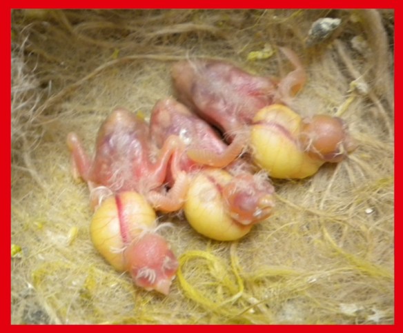 Grigio mascherato o. r. a 5 giorni