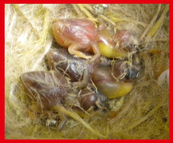 Due grigio becco giallo e un bruno becco giallo a 5 giorni di vita