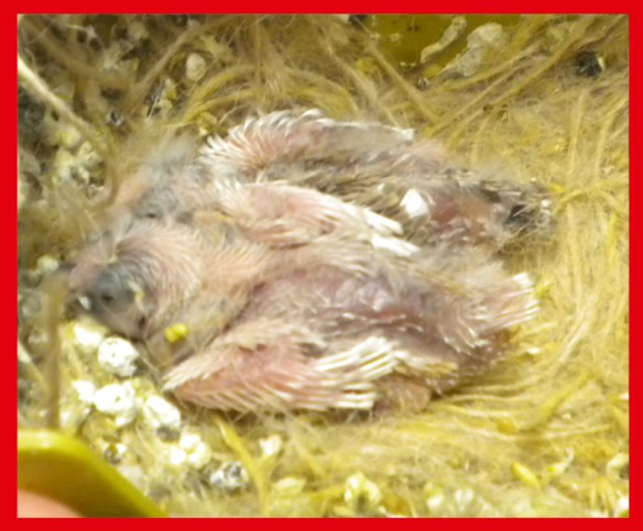 Due grigio guancia a 7 giorni