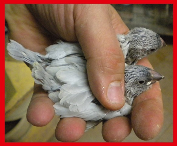 Padda opale a 25 giorni