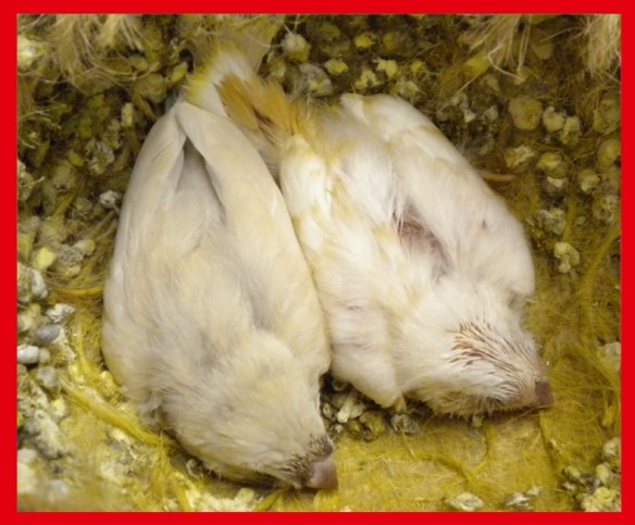 Grigio mascherato o. r. e bruno guancia a 20 giorni