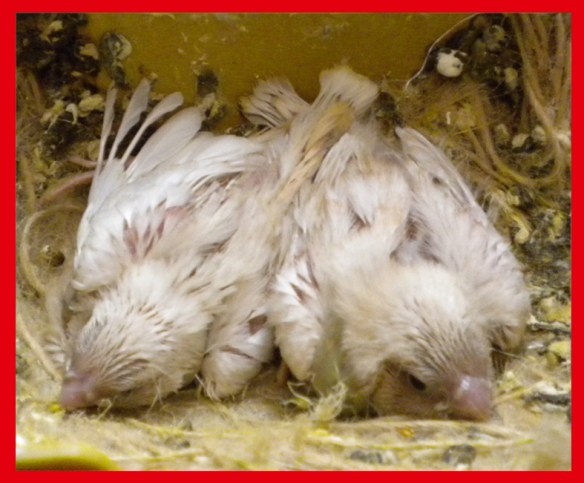 Bruno feo a 20 giorni