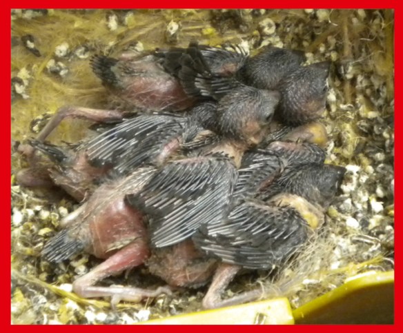 quattro nero bruno ed un nero grigio a 10 giorni