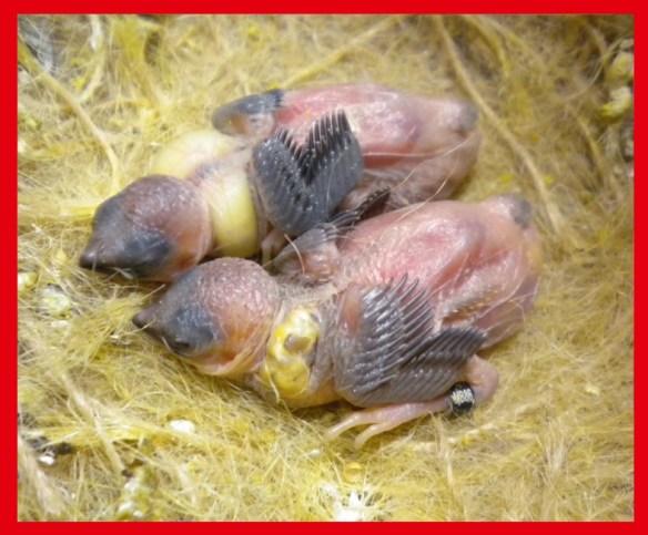 un moka bruno ed un moka bruno portatore di rosso bruno a 8 giorni