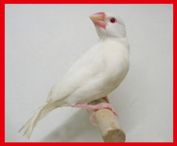 Padda ino a 40 giorni