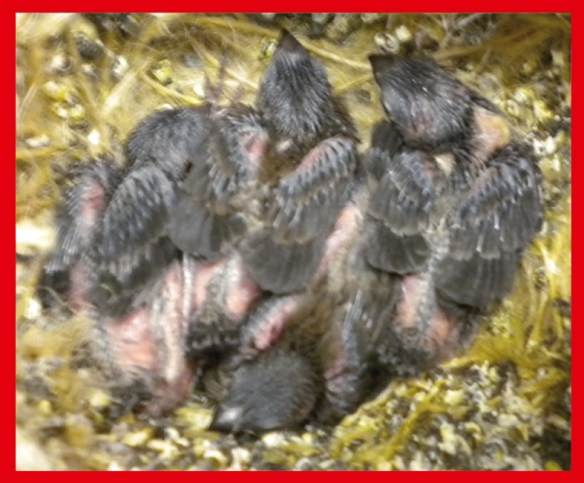 Due nero grigio e due nero bruno a 15 giorni