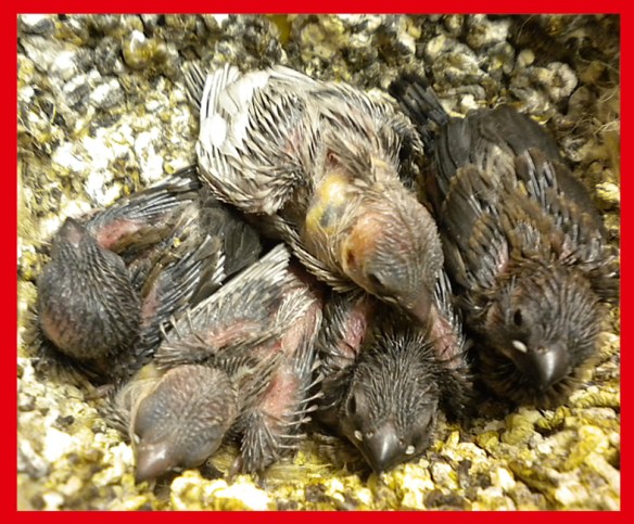 Due perla bruno e tre nero bruno a 15 giorni