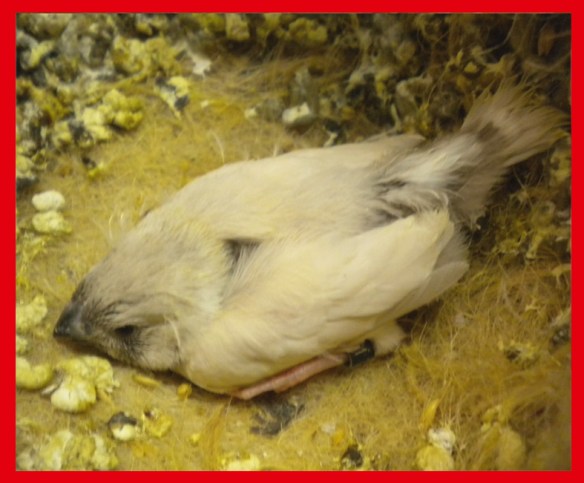 Giovane grigio dorso chiaro diluito a 25 giorni