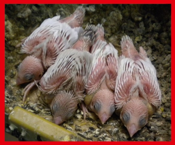 Tre bianchi a 15 giorni