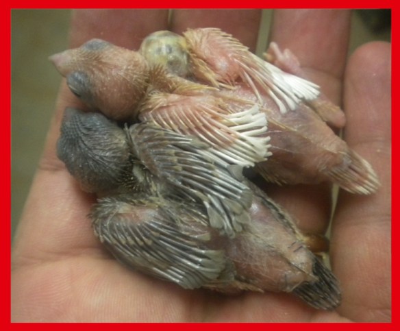 Rosso bruno pastello e moka bruno pastello a 15 giorni