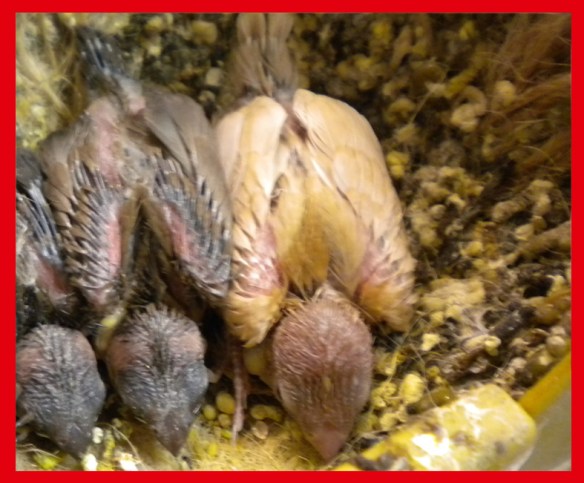 Rosso bruno a 15 giorni