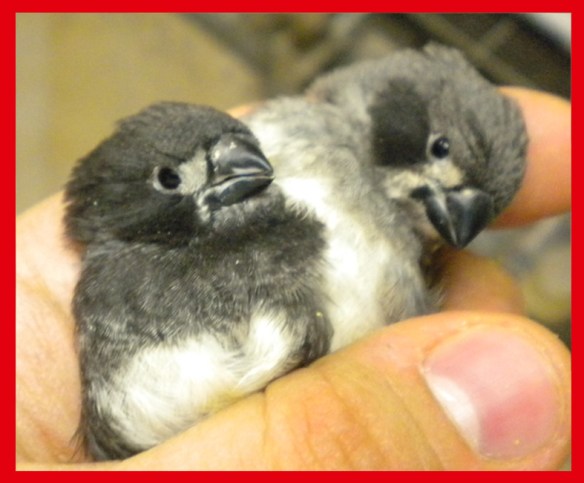 Grigio guancia nera a 35 giorni