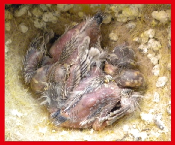 Grigio doso chiaro a 10 giorni