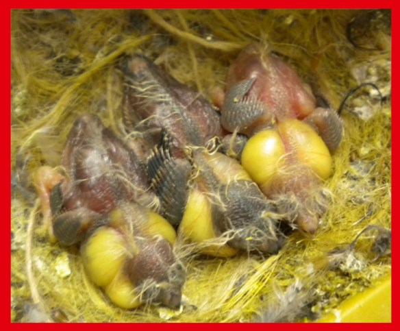 Due grigio becco giallo e un bruno becco giallo a 5 giorni di vita
