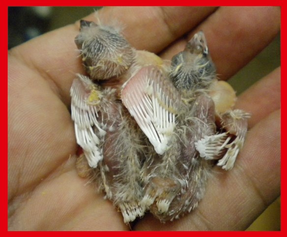 Due grigio guancia a 7 giorni