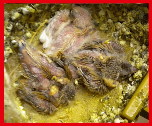 Due bruno ed un bruno guancia a 10 giorni