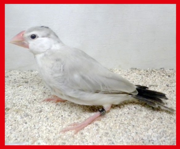 Padda mascherato a 35 giorni